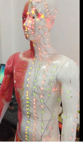 Mô hình châm cứu phát quang